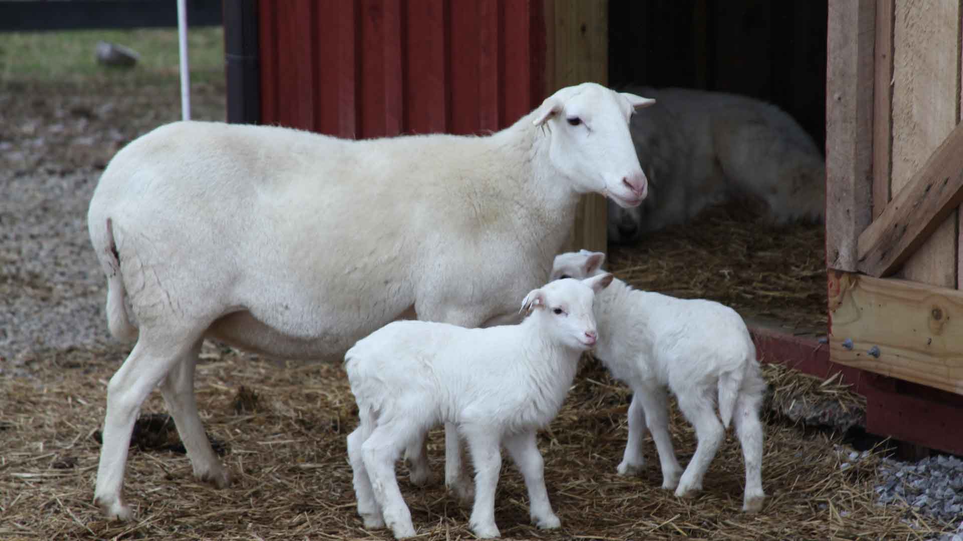 Image result for katahdin sheep