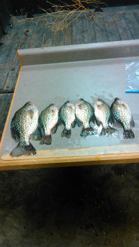 crappies