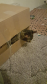 Daniel and his Box